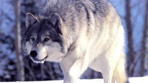 世界上最凶猛的狼王：(基奈山狼/西伯利亚平原狼/极地狼)_奇趣解密网