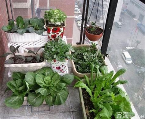 如何在阳台上种菜 - 花百科