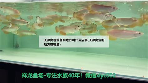 北京水族批发市场请问，北京大型卖观赏鱼的市场在哪里啊 - 观赏鱼水族批发市场 - 龙鱼批发|祥龙鱼场(广州观赏鱼批发市场)