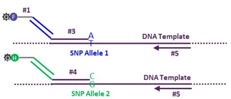 在NCBI上怎么找到一个基因的外显子和内含子？_百度知道