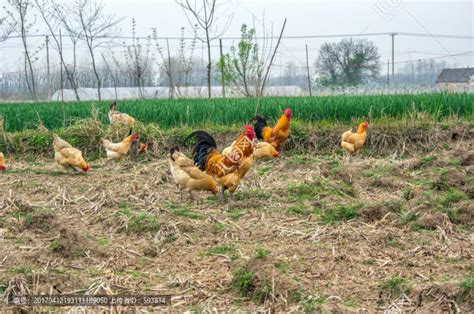 邵阳隆回：养鸡产业助增收，乡村振兴促发展 - 创物志 - 新湖南