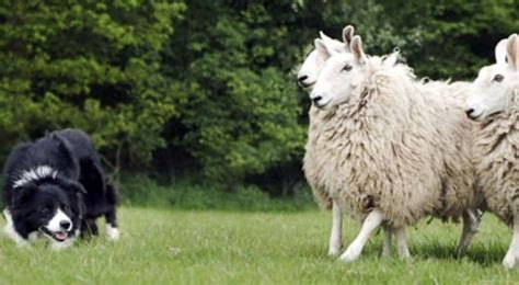 怎么训练苏格兰牧羊犬？ | 爱宠网