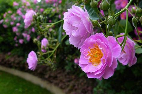 蔷薇的养殖方法,蔷薇的注意事项,蔷薇的价值,蔷薇与玫瑰的区别_齐家网