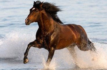 古代千里马到底能跑多快？日行千里的马是这样训练出来的！