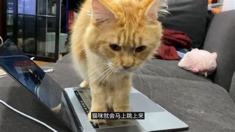 猫咪喜欢霸占键盘的小癖好_高清1080P在线观看平台_腾讯视频