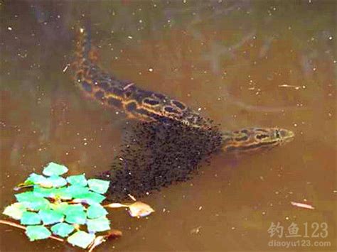 比亚洲鲤还厉害？黑鱼在美国长到1米长，美国人民需要中国胃