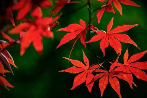 红枫是常绿乔木还是落叶乔木，附红枫的生长环境 - 农敢网