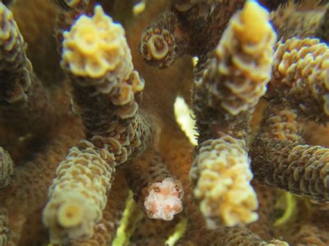 Baby corals and fish smell their way to the best home | Science | AAAS