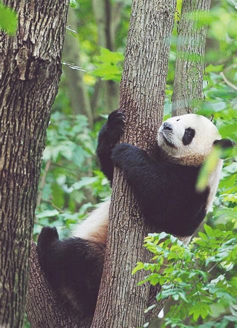 原来是租的 中国大熊猫是如何遍及全球的_旅游摄影-蜂鸟网