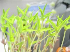 你知道绿豆是怎么长出来的吗【图解绿豆的生长过程】_爱花网