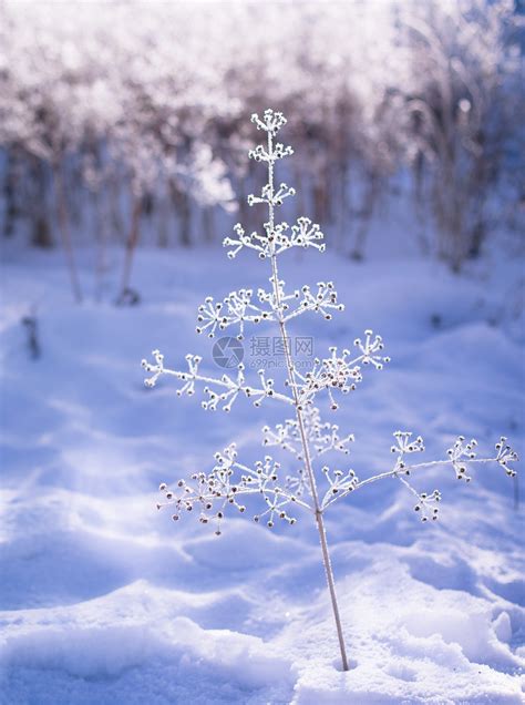 冬天美丽的雪景一棵小树图片素材_免费下载_jpg图片格式_VRF高清图片500672429_摄图网