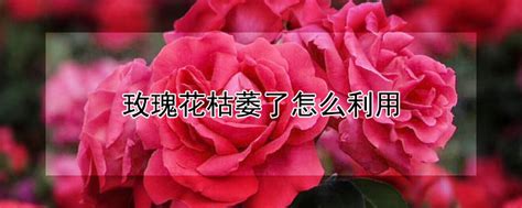 枯萎的粉色玫瑰花jpg格式图片下载_熊猫办公
