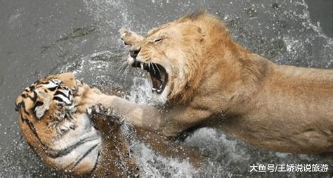 老虎和狮子到底谁更厉害一些，今天给你解密_腾讯视频}