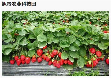 种草莓要吸多久和技巧(如何让草莓更甜更多汁)_188常识网