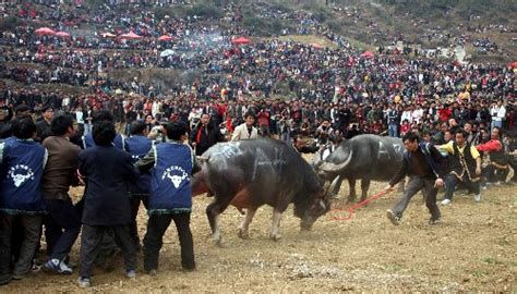 苗乡斗牛节-贵州旅游在线