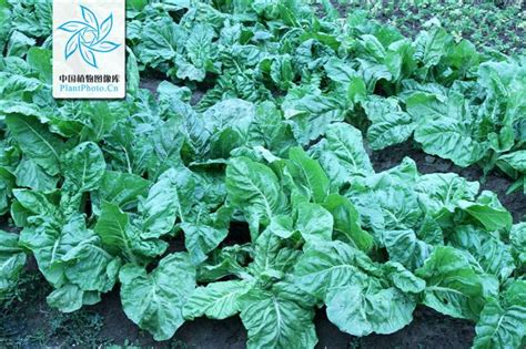 莙荙菜图片