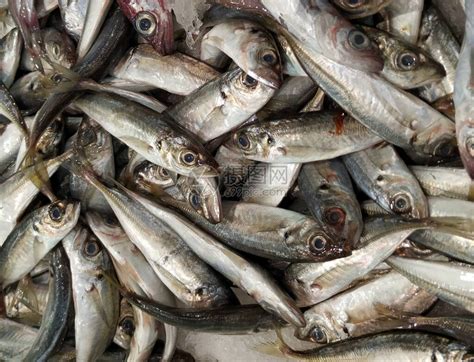 新鲜葡萄牙沙丁鱼在市高清图片下载-正版图片504081227-摄图网