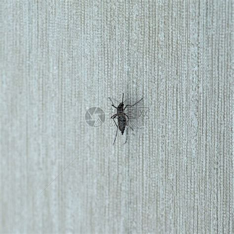 室内墙壁上的老虎蚊子家庭Culliidae的蚊子昆虫动物高清图片下载-正版图片307155892-摄图网