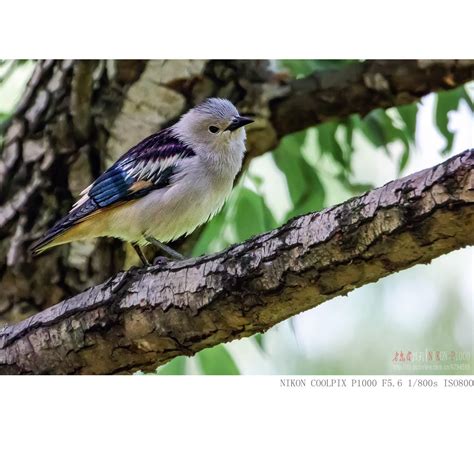 【美丽的北椋鸟摄影图片】生态摄影_太平洋电脑网摄影部落