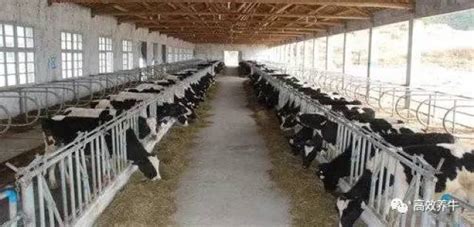 养牛场建设、养牛场建设规划设计100头牛？ - 养牛 - 蛇农网