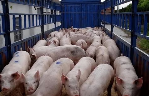 如何减轻每年6-9月炎热气候给养猪生产造成的不良影响"热应激"?_保健方略_技术_猪e网