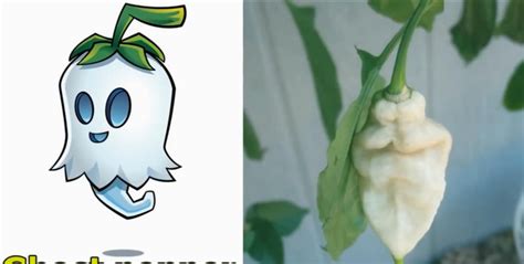 植物大战僵尸：植物与现实对应，豌豆超还原，食人花竟是捕蝇草？