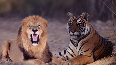 草原之王狮子，森林之王老虎，到底谁更厉害？|非洲狮|东北虎|体型_新浪新闻