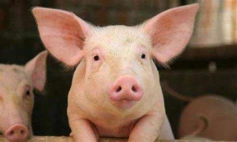 猪价格网-生猪价格今日猪价表-全国猪价 - 畜小牧养殖网
