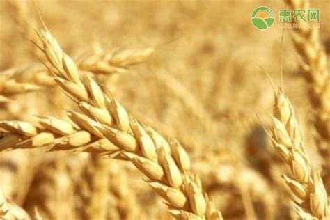 高产小麦前十名的品种 - 惠农网