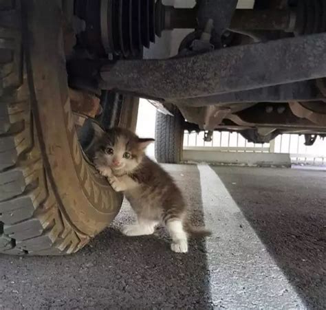 天冷了，你的车里长猫了吗？宋祖儿完美演绎车底救猫 - 知乎