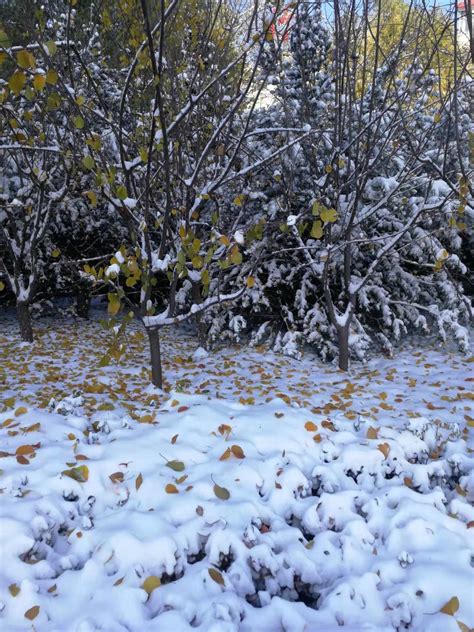 雪下多处的寒冬风景之下被雪高清图片下载-正版图片505886873-摄图网