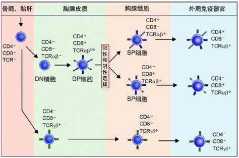 CD40：肿瘤、自免，双翼齐飞 ArmstrongCD40为一种I型跨膜蛋白，广泛表达于血小板、B细胞和髓系细胞等。CD40的同源配体为CD154，也... - 雪球