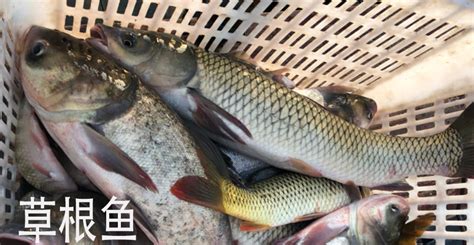 四十八渔场 品川店 东京人气海鲜居酒屋（每日从水产市场挑选当日捕捞的新鲜鱼类/品种繁多的日本酒/交通便利）,马蜂窝自由行 - 马蜂窝自由行