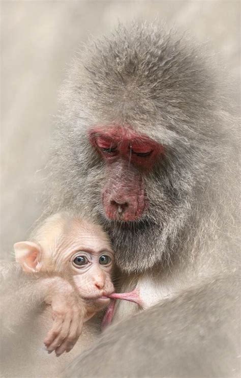 情动武夷山——短尾猴的温暖怀抱|文章|中国国家地理网