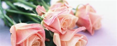 大马士革玫瑰一年开几次花 花期有多久-养花技巧-长景园林网