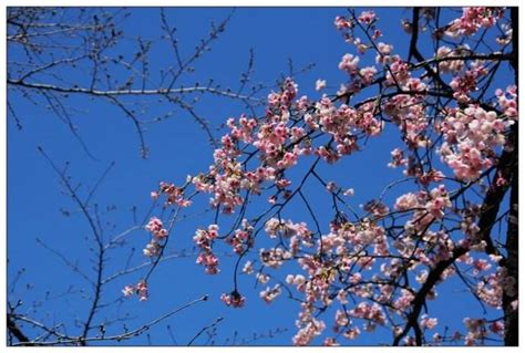 求关于樱花的日文歌-百度经验