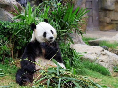 靠着树吃竹子熊猫摄影图高清摄影大图-千库网