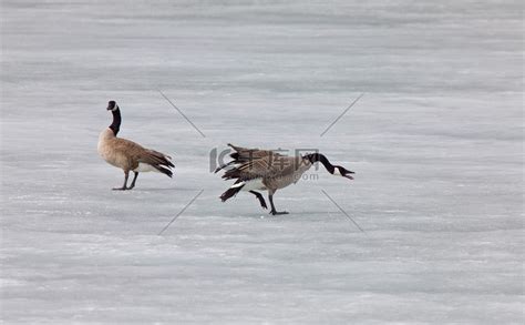 加拿大鹅打架在冰上玩耍高清摄影大图-千库网