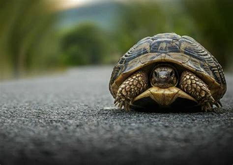乌龟一小时能爬多少米 - 宠物宝典 - 天晴资讯网