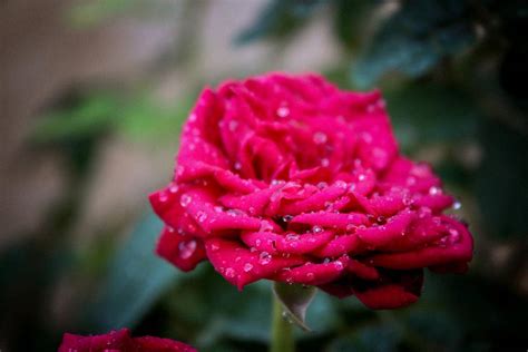 粉红玫瑰花的选择焦点-千叶网