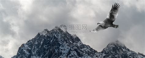 雄鹰的霸气图片