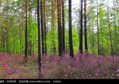 森林风景图片_开满花朵的树木森林风景素材_高清图片_摄影照片_寻图免费打包下载