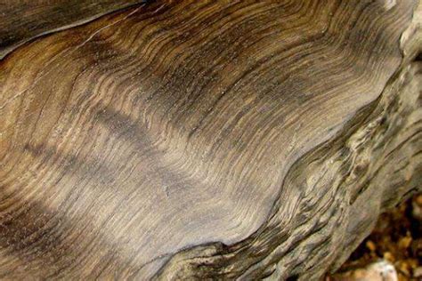 盘点世界上最名贵的木材排名:黄花梨上榜 第二需百年长成_探秘志