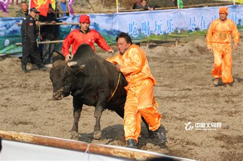 斗牛、马术、花灯 大陈马畈元旦活动乐翻天-马畈-义乌新闻