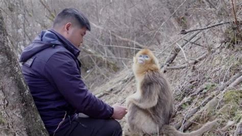 守护神农架：森林中的“猴语者”_凤凰网视频_凤凰网