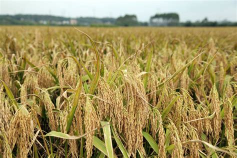 长沙高产2米“巨人稻”试种成功 预计亩产突破一吨 - 三湘万象 - 湖南在线 - 华声在线