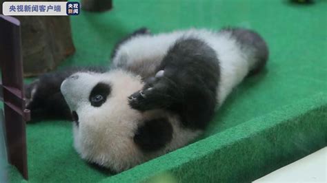 真会“踩点”！旅居马来西亚的中国大熊猫宝宝首度对外亮相 - 时局 - 新湖南