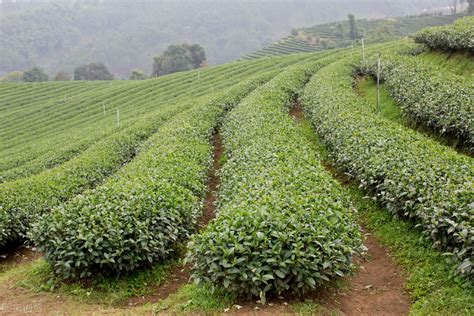 八马茶业携手中国国家地理，发现地道好茶之美 - 中国茶叶流通协会