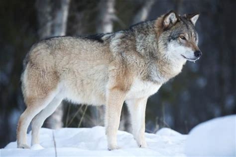 户外动物群凶猛的西伯利亚狼古洛自然高清图片下载-正版图片307686359-摄图网