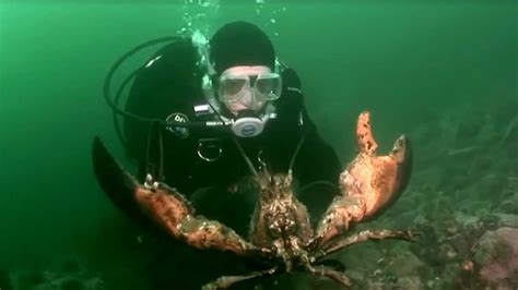 世界上最大的龙虾，寿命可能超过100年，有着“百年龙虾”的称号！_腾讯视频